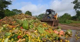 Trator empurrando pilha de frutas e verduras descartadas em terreno a céu aberto
