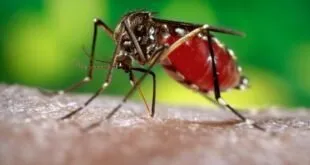 Mosquito listrado com abdômen cheio de sangue pousado sobre a pele humana