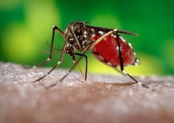 Mosquito listrado com abdômen cheio de sangue pousado sobre a pele humana