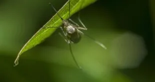 Alternativas que podem combater a proliferação de insetos no verão