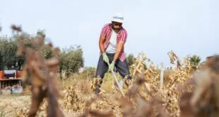 Homem de chapéu de palha usando enxada em plantação seca sob céu claro