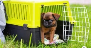 Cachorro pequeno de pelo marrom dentro de caixa de transporte amarela aberta sobre a grama