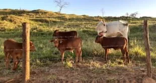 Touros e vaca de pelagem branca e marrom em pasto aberto com árvore seca ao fundo
