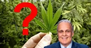 Canabidiol Cura: Não é Maconha vendida em Boca de Fumo
