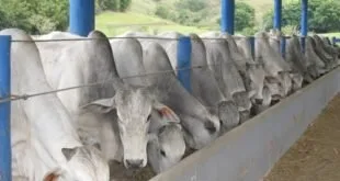 Bois de pelagem branca alimentando-se em cocho comprido de confinamento coberto