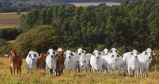 Leilão Outono Brahman Casa Branca