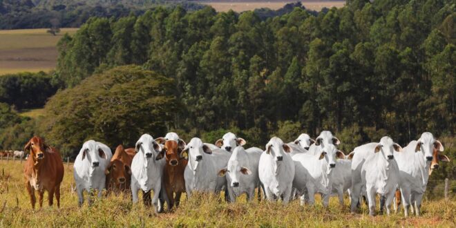 Leilão Outono Brahman Casa Branca