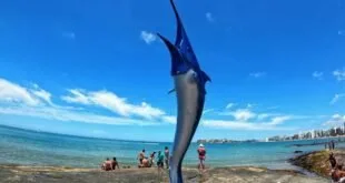 Escultura azul de peixe-espada fincada na areia de praia com mar e prédios ao fundo