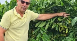 Entidades do Agro capixaba preveem queda na produção do café conilon no ES