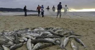 Cotas são fundamentais para tainha