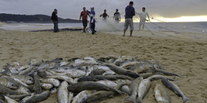 Cotas são fundamentais para tainha