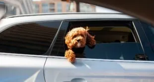 Brasil na liderança com os pets