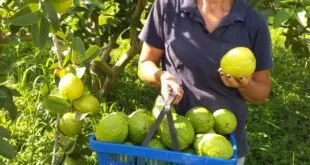 Dia do Agricultor: homenagem aos heróis do campo
