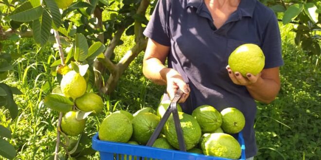 Dia do Agricultor: homenagem aos heróis do campo