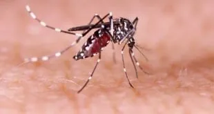 Vacina contra a Dengue será distribuída pela Tecnocold Vacinas