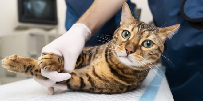 Gatos podem esconder dores nas articulações