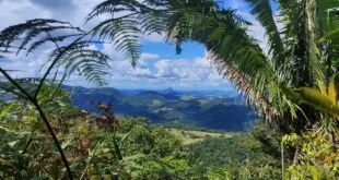 Árvores ameaçadas de extinção ganham plano de preservação