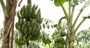 Dia Mundial da Banana: fertilizantes com aminoácidos aprimoram o cultivo