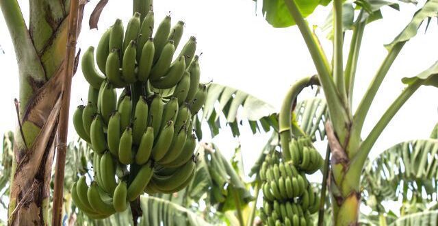 Dia Mundial da Banana: fertilizantes com aminoácidos aprimoram o cultivo