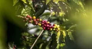 Produção agrícola capixaba cresce