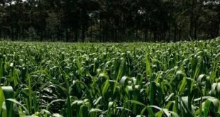 Formação de pastagem eficiente começa antes do plantio