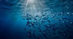 Auditoria da Pesca aponta oito razões para mudanças no marco legal da atividade