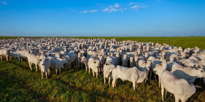 Rebanho bovino brasileiro alcançou recorde de 234,4 milhões