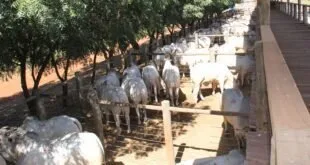 CFM encerra agenda de leilões com a venda de 834 touros Nelore em 2023