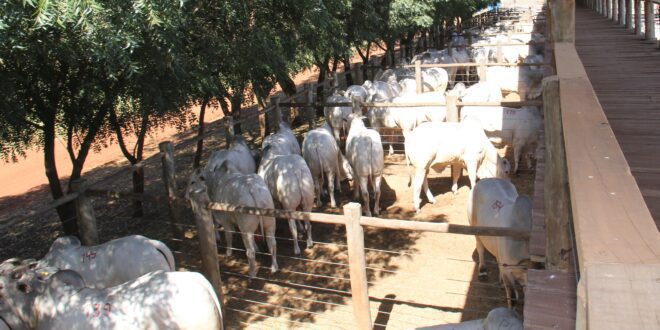 CFM encerra agenda de leilões com a venda de 834 touros Nelore em 2023