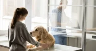 As maiores preocupações dos tutores de animais no mundo moderno