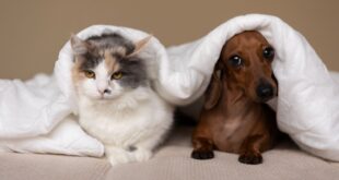 Essencial para o bem-estar dos animais, higienização doméstica exige cuidado dos tutores