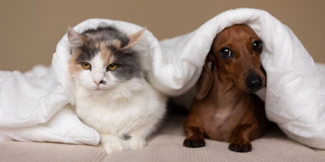 Essencial para o bem-estar dos animais, higienização doméstica exige cuidado dos tutores
