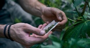 Decisão do STF anulará condenações e processos por porte de maconha
