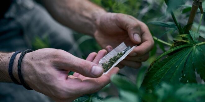 Decisão do STF anulará condenações e processos por porte de maconha