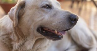 Veterinário destaca cinco passos para seu pet envelhecer de forma saudável