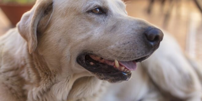 Veterinário destaca cinco passos para seu pet envelhecer de forma saudável
