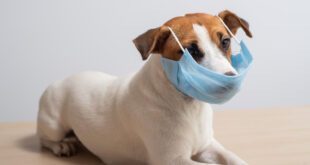 Veterinária destaca os perigos do contato e doenças nas fezes e urinas dos pets