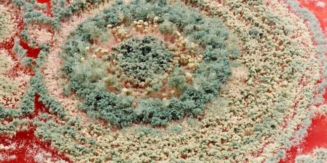 Fungos estão se adaptando ao calor corporal, diz estudo | Climatempo