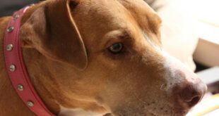 Cachorro castrado muda de comportamento? Veterinária explica as mudanças