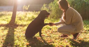 Será que devo adestrar meu cão? Profissional explica sobre a importância do treinamento