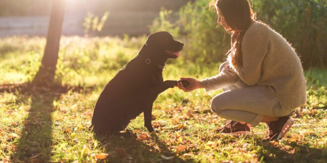Será que devo adestrar meu cão? Profissional explica sobre a importância do treinamento