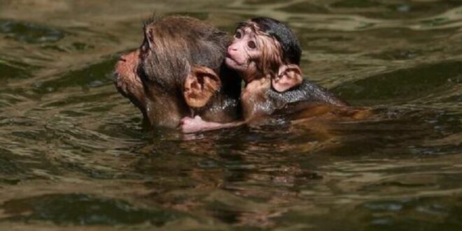 Como animais selvagens reagem à elevação das temperaturas | Climatempo