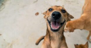 Conheça três curiosidades sobre os pets mais queridos do Brasil: os ‘vira-latas’