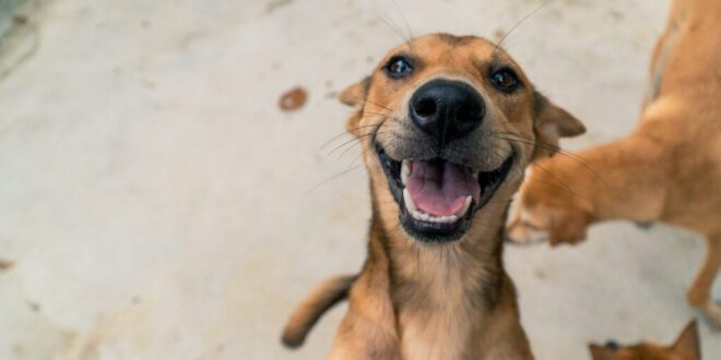Conheça três curiosidades sobre os pets mais queridos do Brasil: os ‘vira-latas’