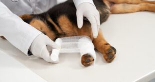 Tutores devem redobrar atenção com as feridas dos pets