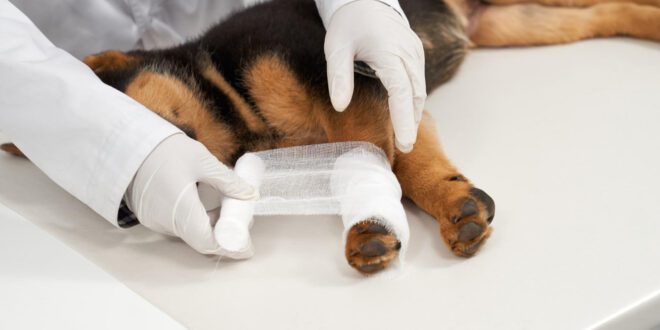 Tutores devem redobrar atenção com as feridas dos pets