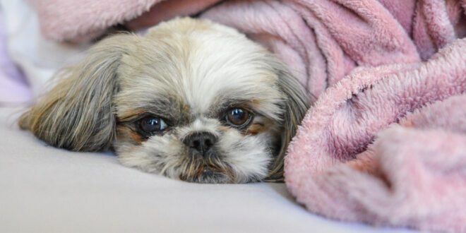 Conheça cuidados essenciais para garantir a saúde e bem-estar dos cães durante o inverno