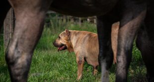 Descubra Como Cães Fazem Toda a Diferença em Fazendas e Haras