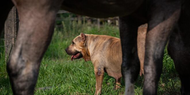 Descubra Como Cães Fazem Toda a Diferença em Fazendas e Haras