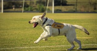 Mudar a vida de cães e pessoas é o objetivo do Instituto Adimax